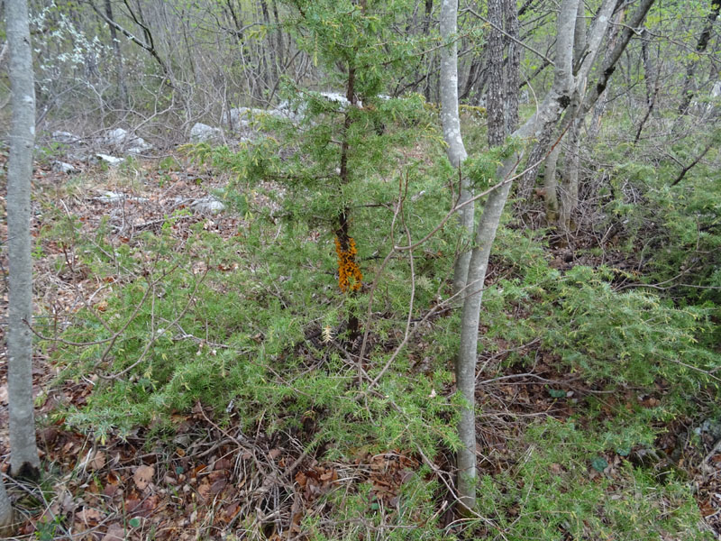 da determinare....su ginepro